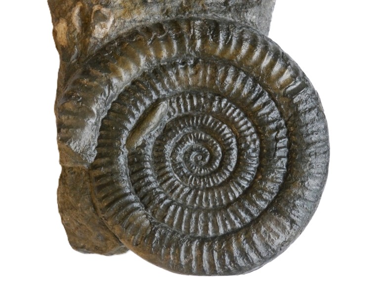 6-Vermiceras scylla-Hettagium