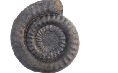 Microderoceras birchi