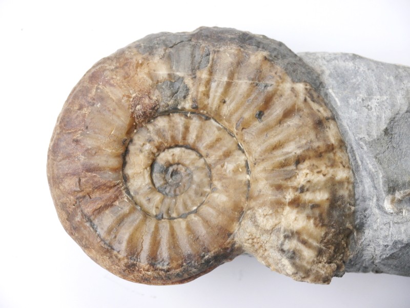 Agassiceras sp.-Sinemurium