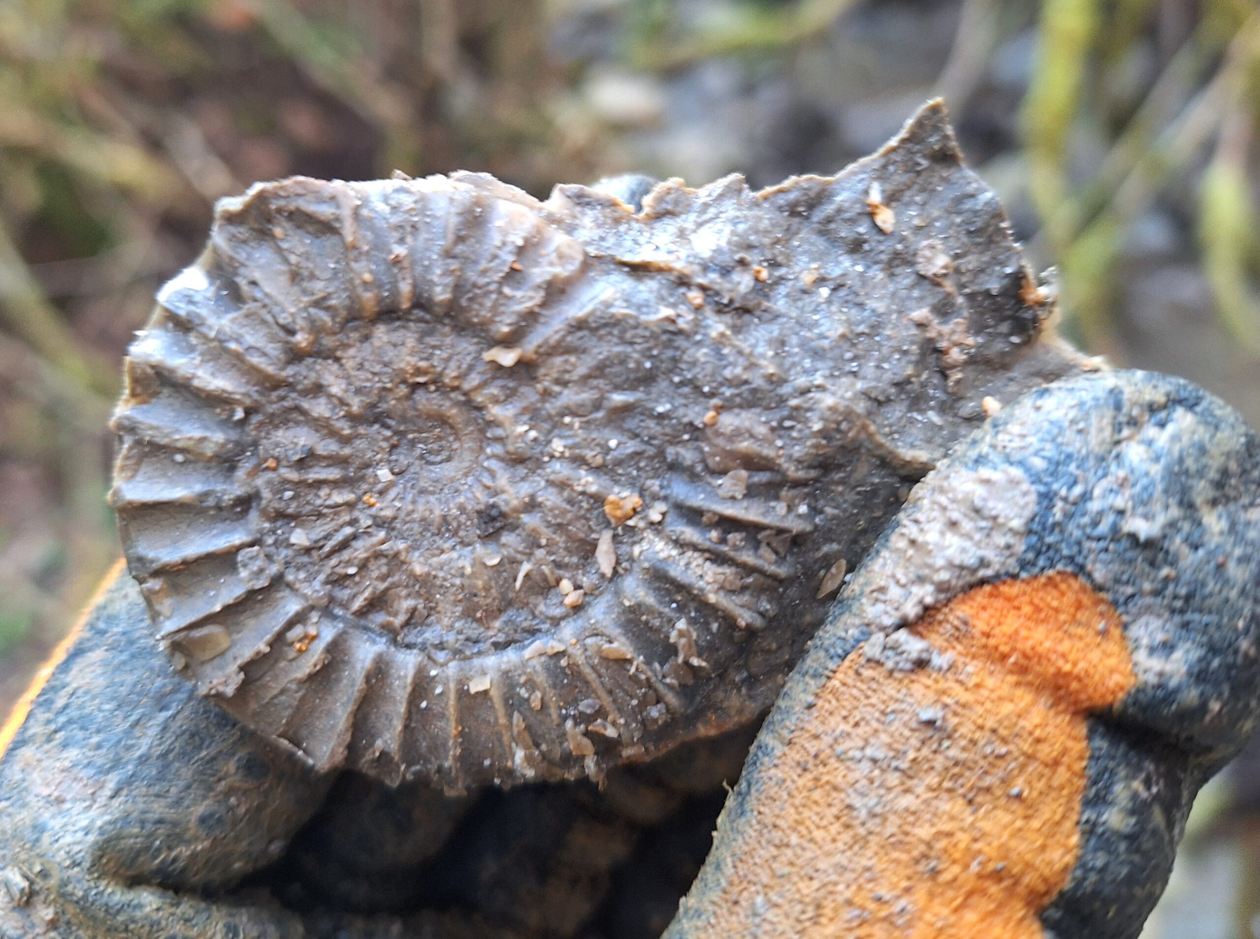 Arnioceras-Wutach