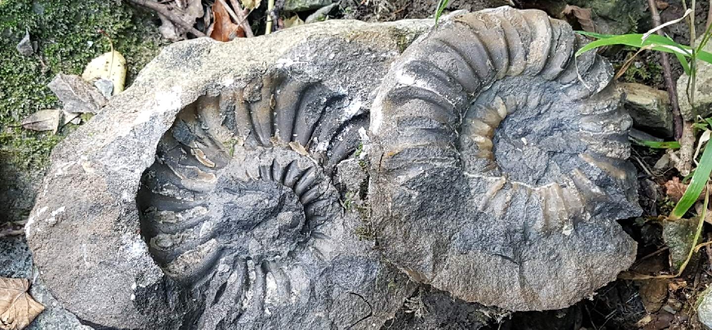 Euagassiceras-Wutach