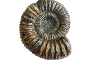 Peltoceras (Parapeltoceras) trapezoides