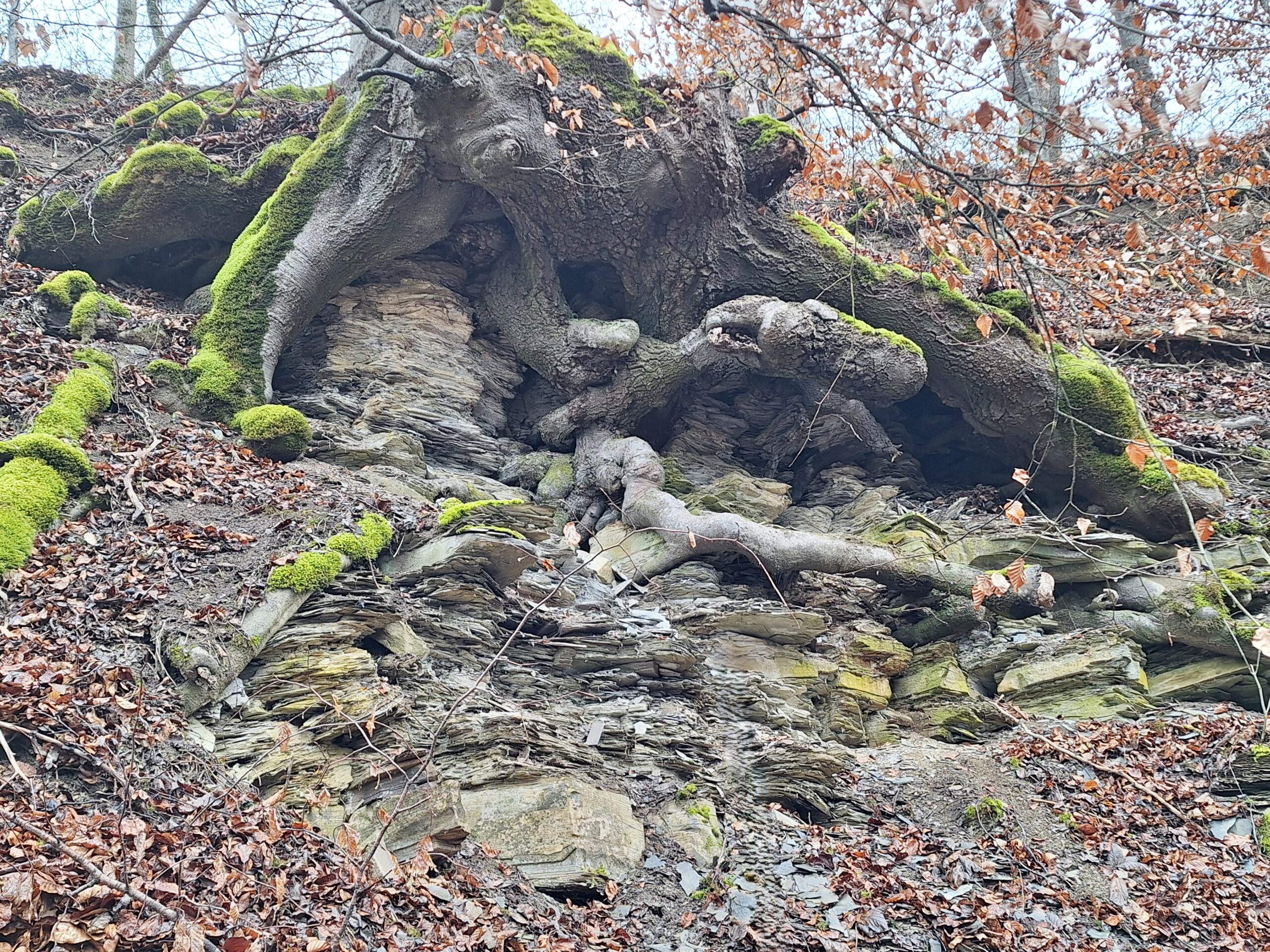 Posidonienschiefer-Wutach