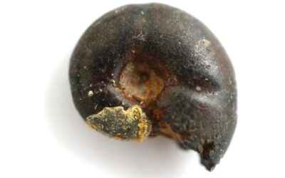 Sowerbyceras sp.