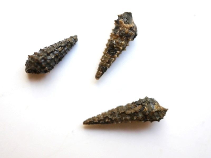 Turmschnecke Cryptaulax armata