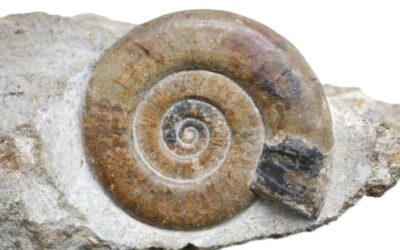 Neophyllites antecedens