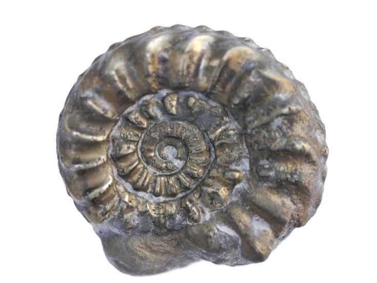 106-Amaltheus evolutus-Pliensbachium