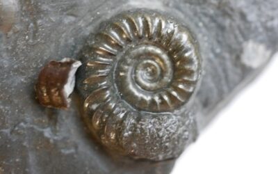 Bifericeras curvicosta