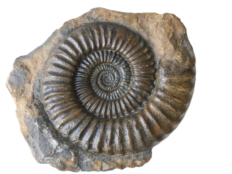 14-Arietites nodosaries-Sinemurium