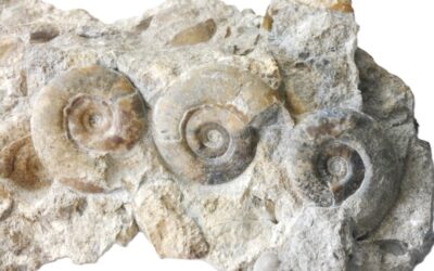 Stufe mit drei Neophyllites becki und einem Psiloceras planorbis