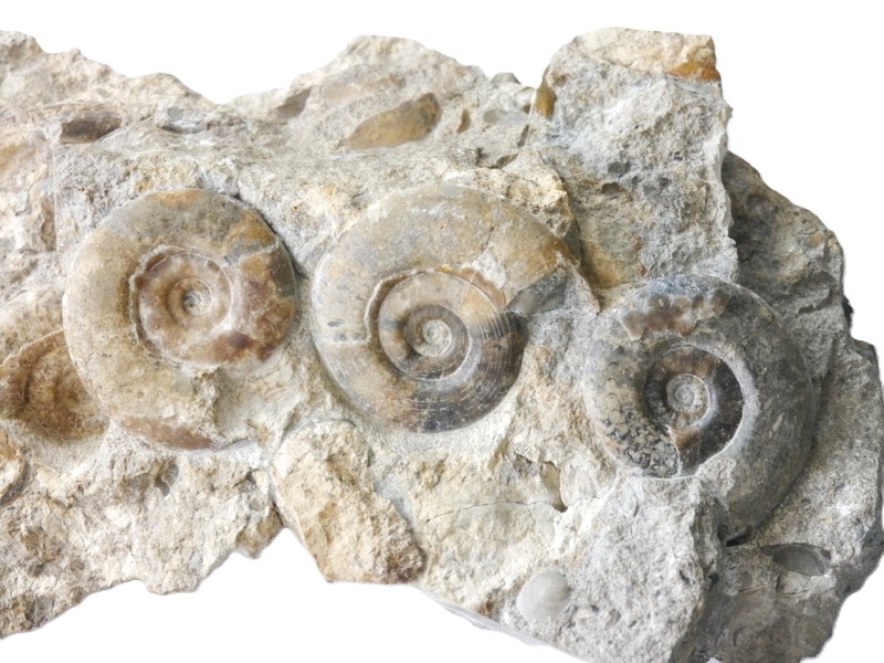 14. Stufe Neophyllites und Psiloceras-Hettangium