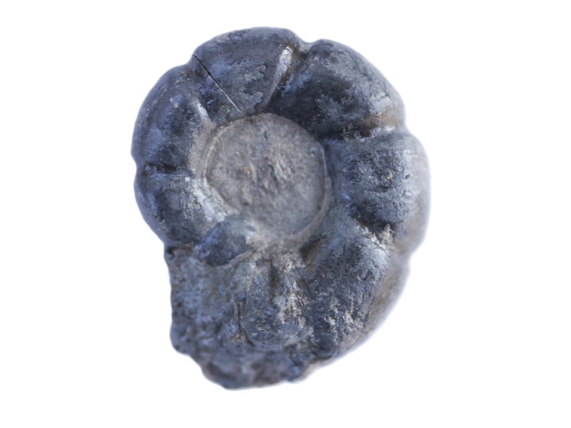 141-Alcolytoceras coarctatum-Toarcium