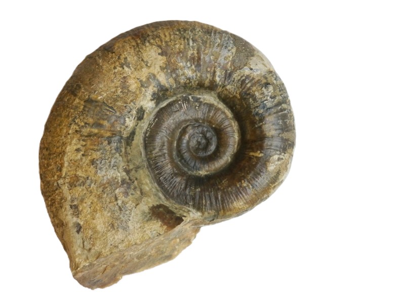 15-Lytoceras fimbriatum-Pliensbachium