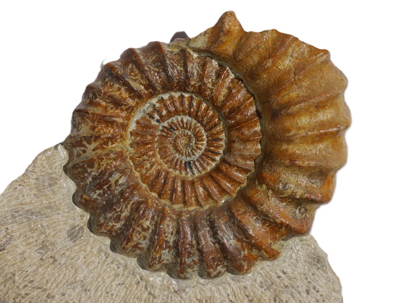 15. Androgynoceras capricornus-Pliensbachium