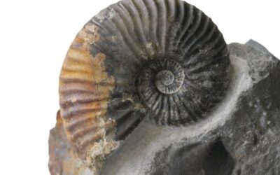 Angulaticeras charmassei