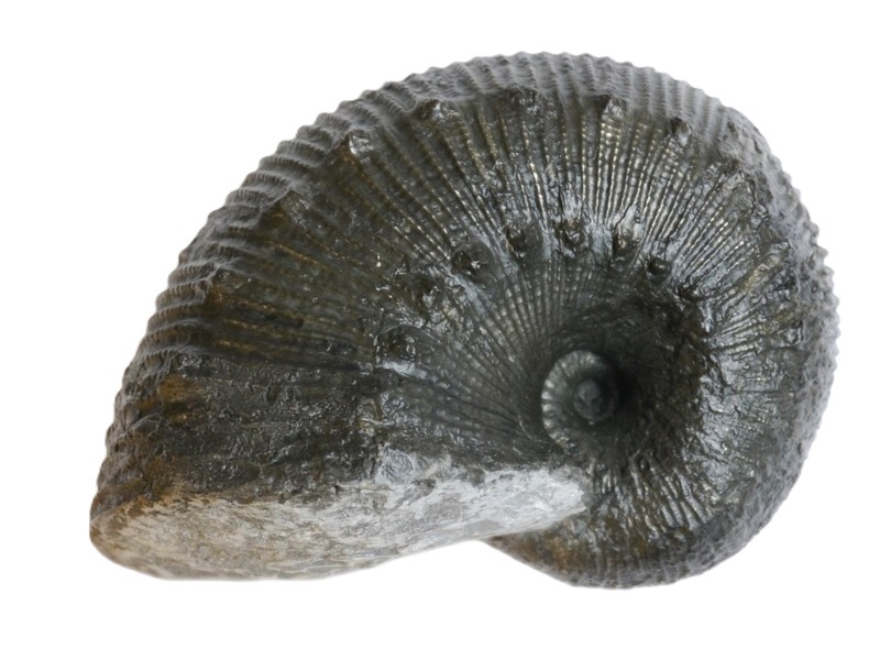 17-Liparoceras gallicum-Pliensbachium