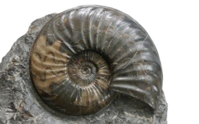 Asteroceras (Eparietites) cf. impedens
