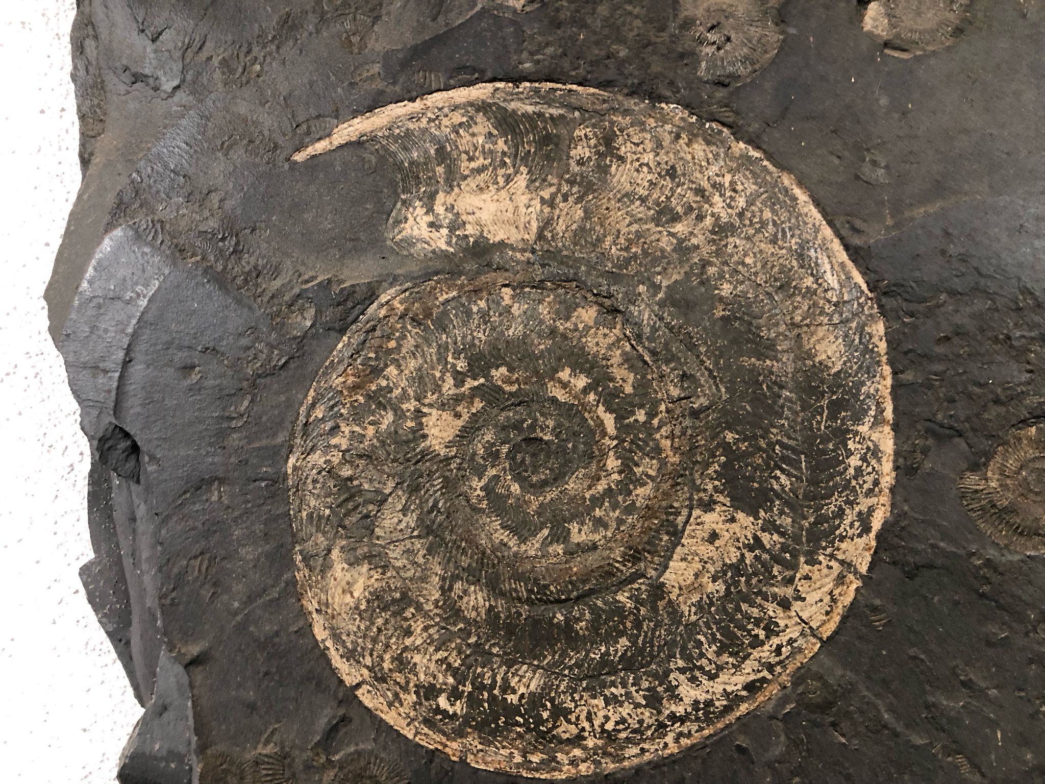 170-Harpoceras faciferum-toarcium