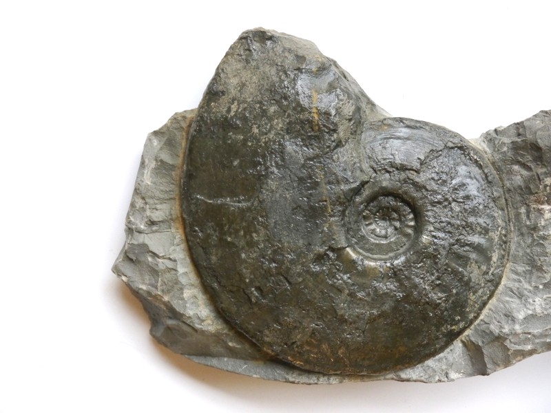 19-Amaltheus engelhardti-Pliensbachium