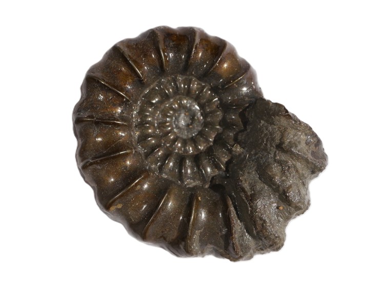 19. Promicroceras planicosta-Sinemurium