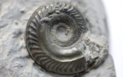Hildoceras semipolitum