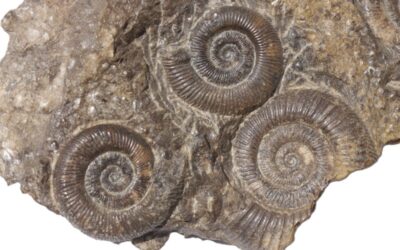 Stufe mit Dactylioceras sp.