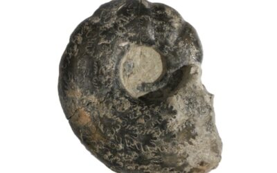 Alocolytoceras sp.