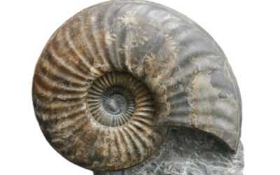 Asteroceras (Asteroceras) brooki