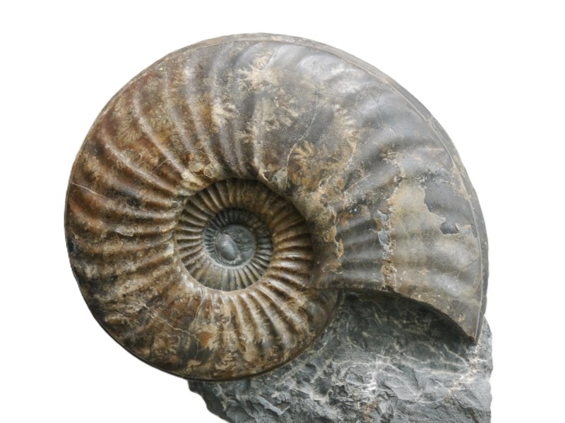 20. Asteroceras brooki-Sinemurium