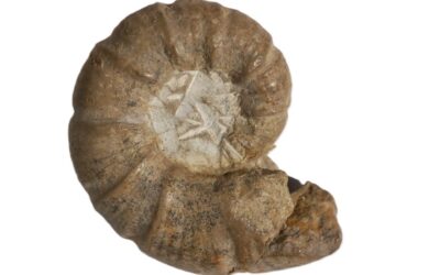Alocolytoceras rugiferum