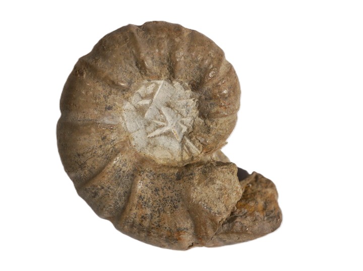 23. Alocolytoceras rugiferum-Toarcium