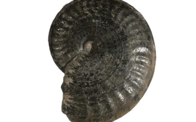 Pseudolioceras compactile
