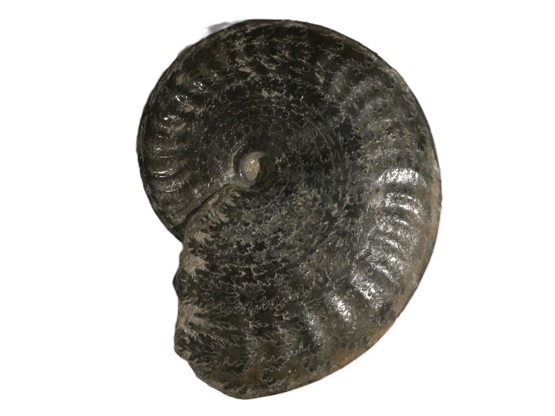 24. Pseudolioceras compactile-Toarcium