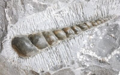 Pseudokatosira undulata
