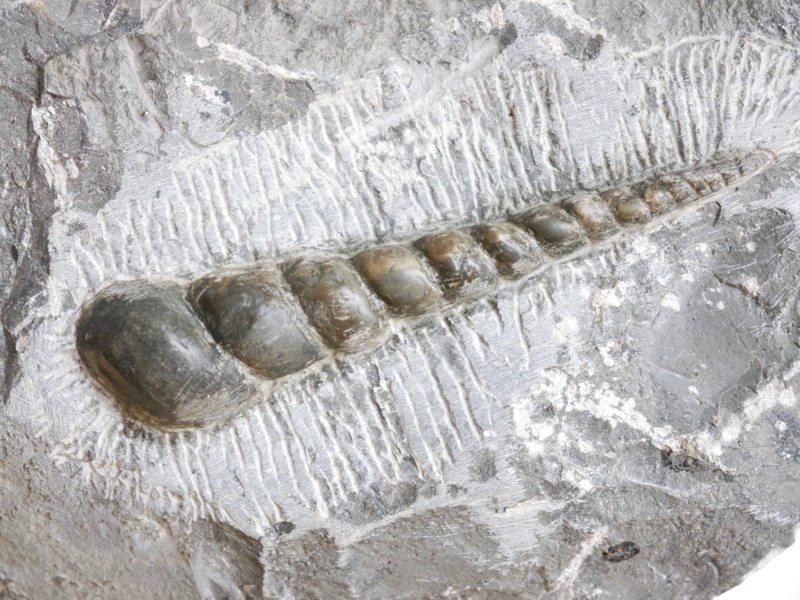 25-Pseudokatosira undulata-Pliensbachium
