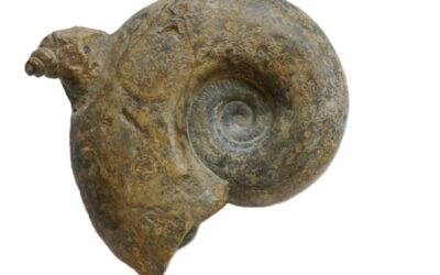 Lytoceras jurense