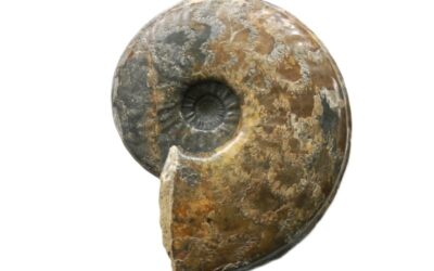 Asteroceras (Eparietites) undaries
