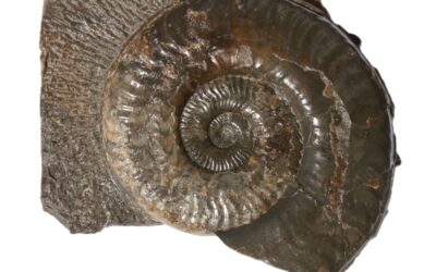 Hildoceras aff. subserpentinum