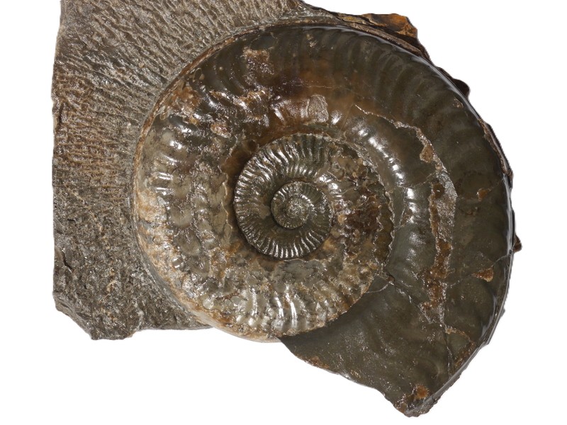 5. Hildoceras aff. subserpentinum-Toarcium