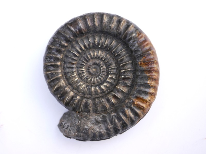 50-Vermiceras sp.-Sinemurium
