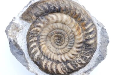 Epophioceras longicella