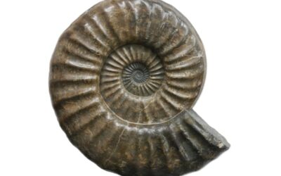 Asteroceras (Asteroceras) suevicum