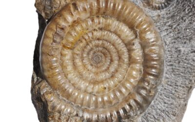 Epophioceras landroti