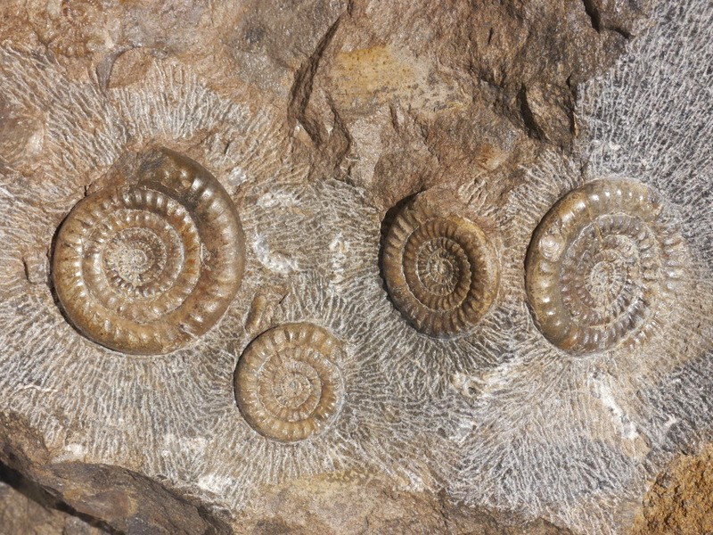 8. Stufe mit Epophioceraten-Sinemurium