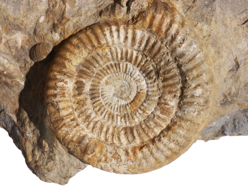 9. Microderoceras sp.-Sinemurium
