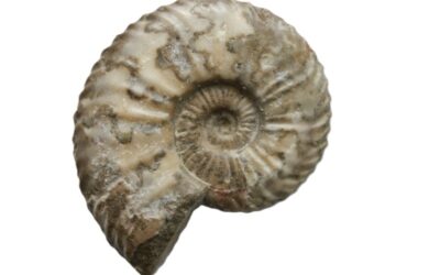 Schlotheimia complanata