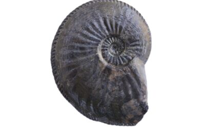 Amaltheus (Amaltheus) laevigatus