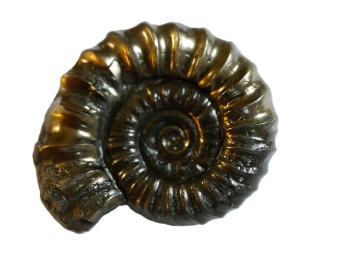 Bifericeras sp.-Sinemurium