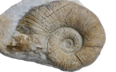 Lytoceras fimbriatum