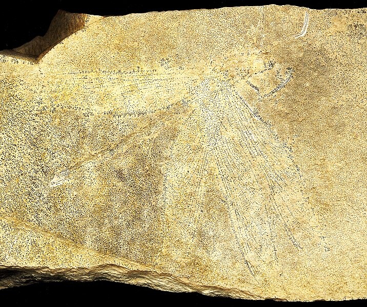 Stenophlebia_rolfhuggeri_holotype
